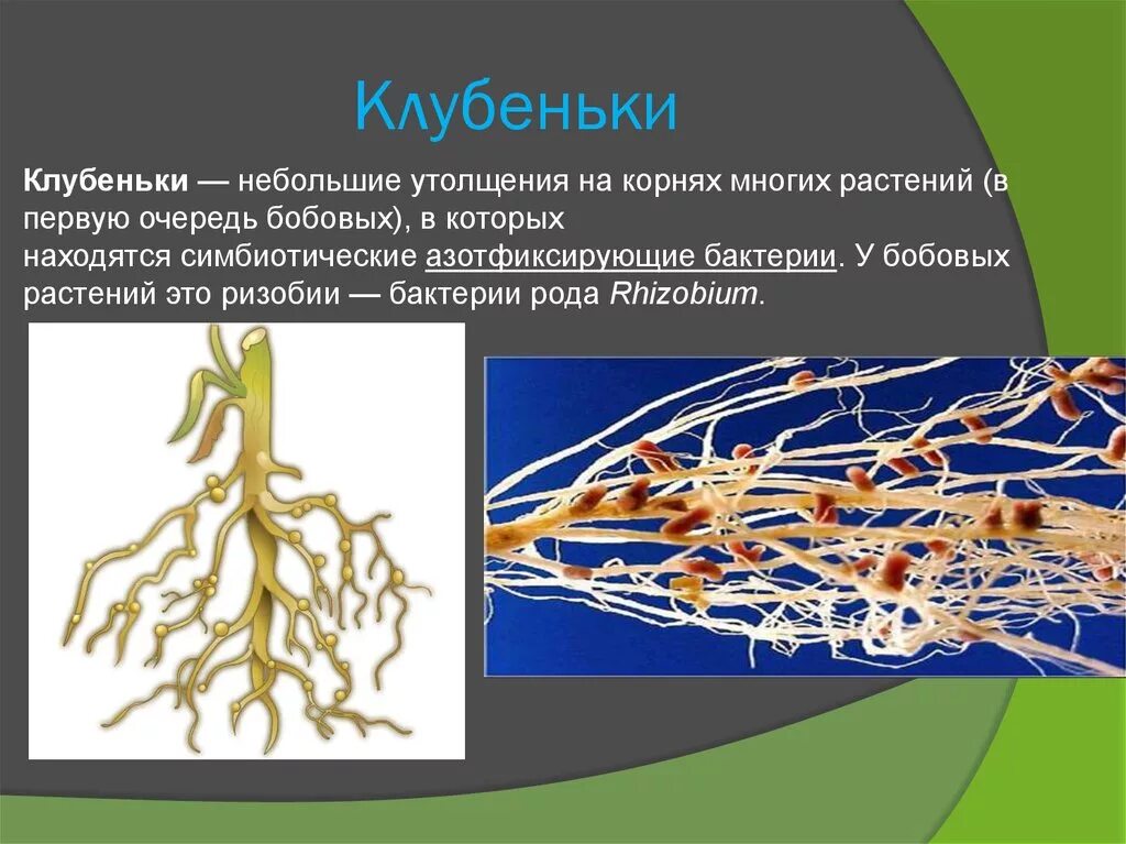 Пример симбиоза бактерий. Симбиотические корни корневые клубеньки. Клубеньки на корнях бобовых функции. Клубеньки на корнях бобовых 5 класс. Клубеньки с азотфиксирующими бактериями.