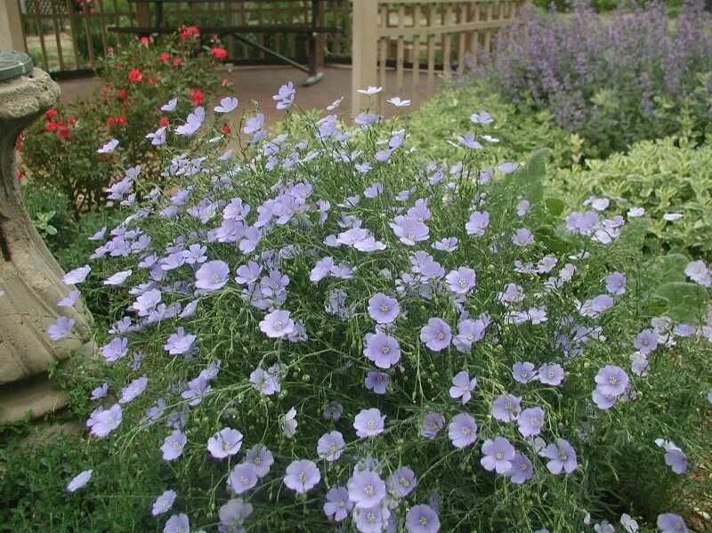 Как посеять лен. Лен многолетний Linum perénne. Лен многолетний Блу. Лён многолетний – Linum perenne l.. Лён многолетний Geolia «Небесный».