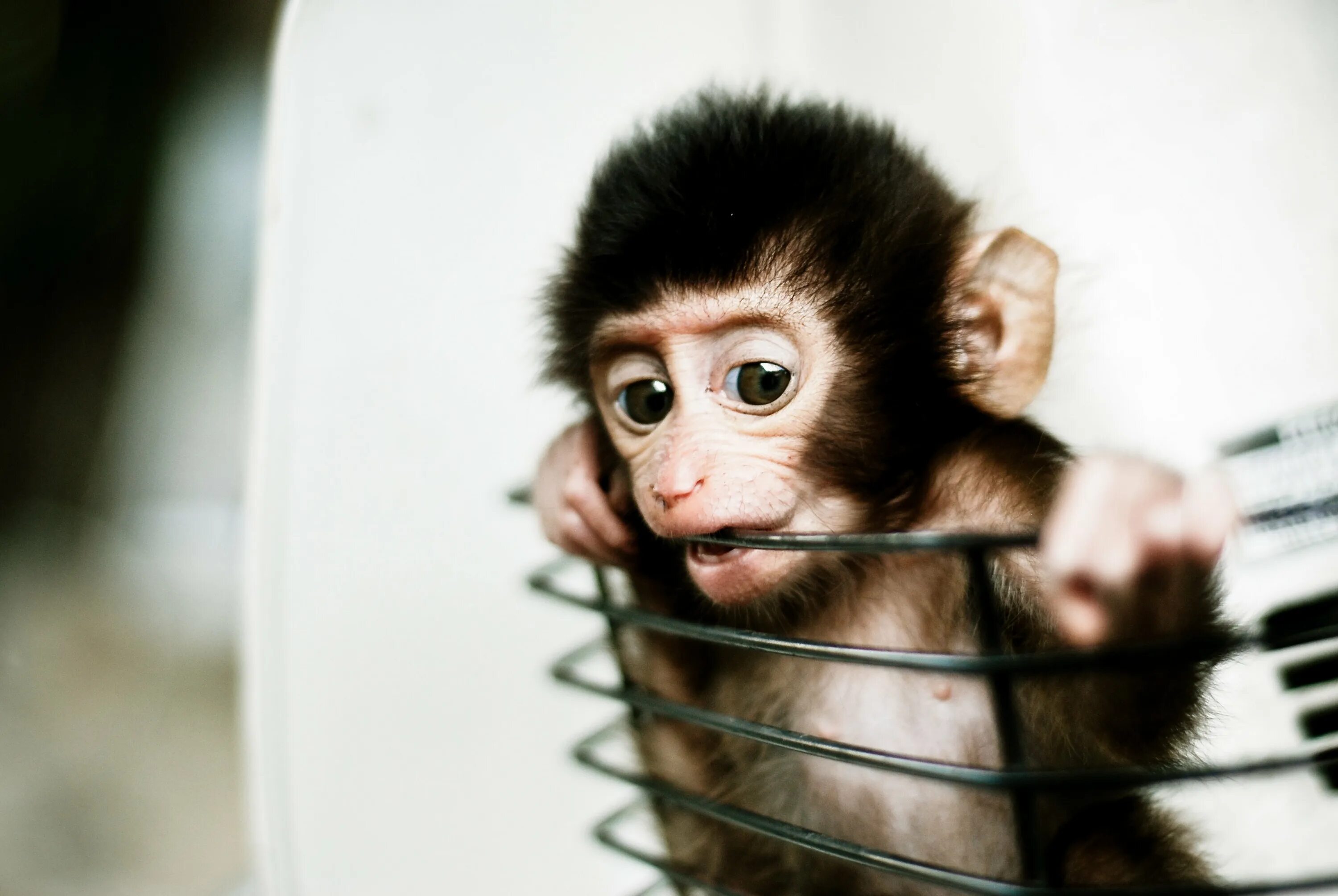 Забавный шимпанзе как правильно. Милые обезьянки. Смешные обезьяны. Милая мартышка. Маленькие обезьянки.