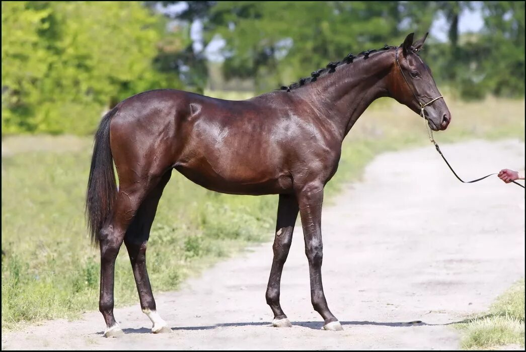 украинская верховая порода лошадей вороная. украинская верховая порода лошадей бриз. украинская верховая порода лошадей вороная. украинская верховая порода лошадей. украинская верховая лошадь.