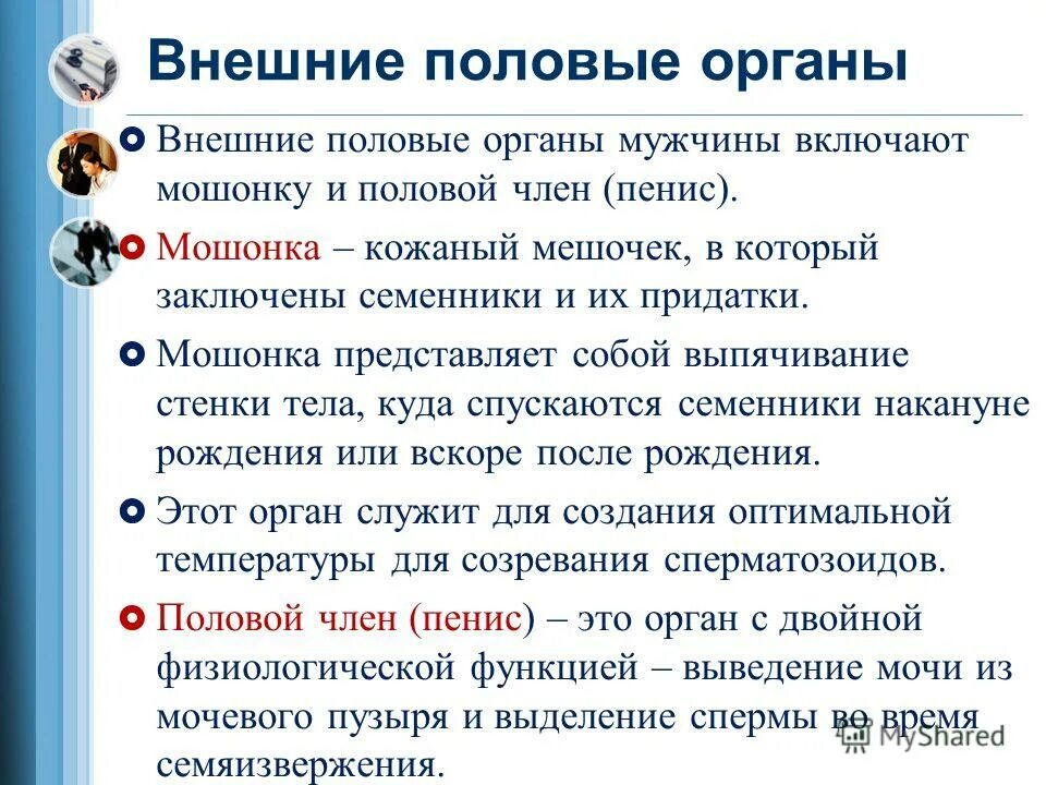 Развитие наружных половых органов