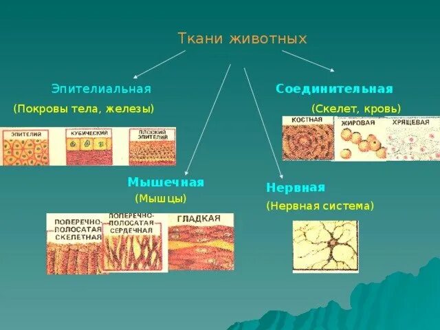 4 группы тканей животных. Строение соединительной ткани животных таблица. Строение ткани животных 5 класс. Типы тканей животных таблица. Таблица тканей ткани животных биология 5 класс.