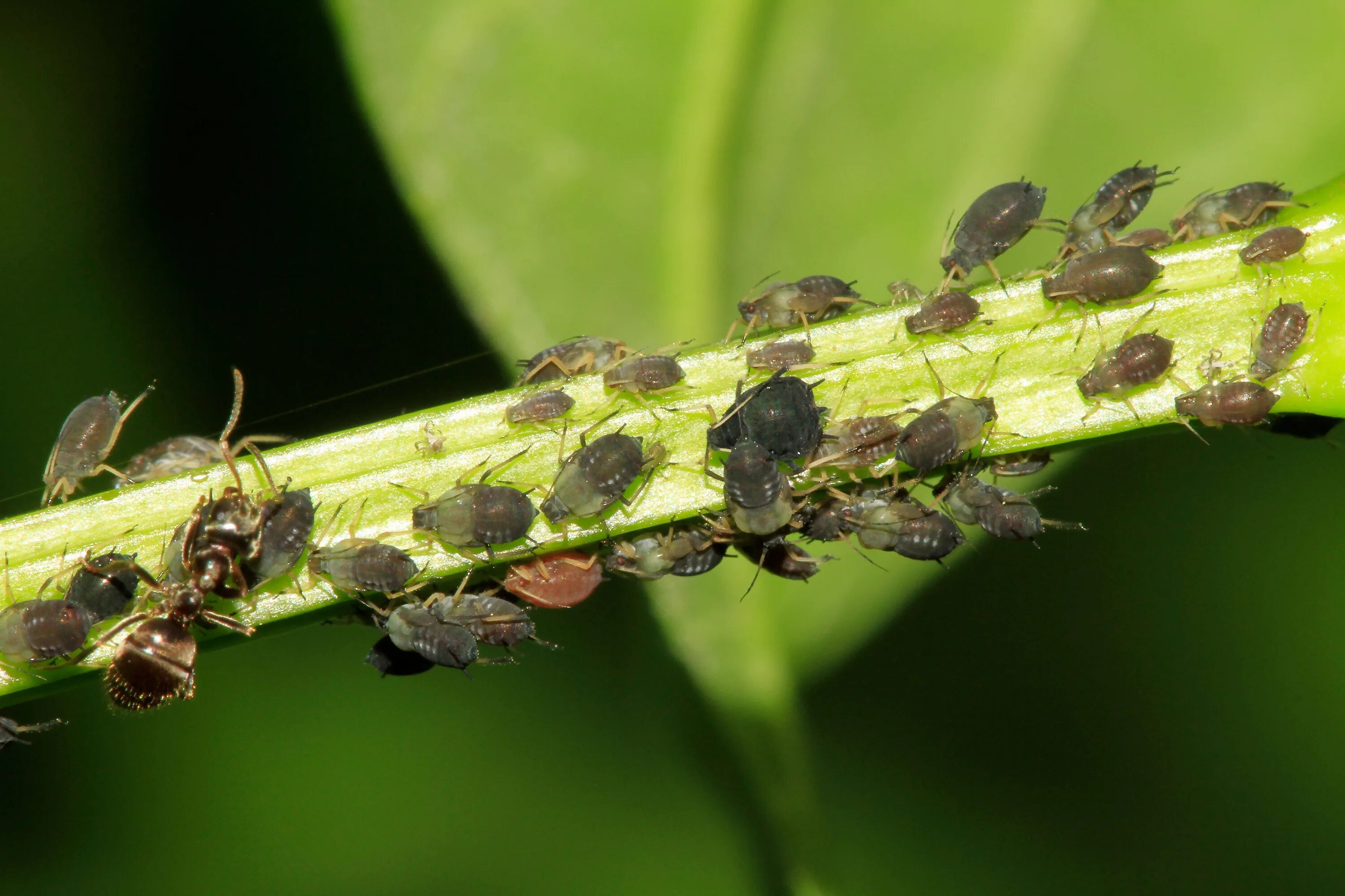 Личинка тли. Личинки тли. Бобовая тля Aphis fabae SCOP. Aphididae.