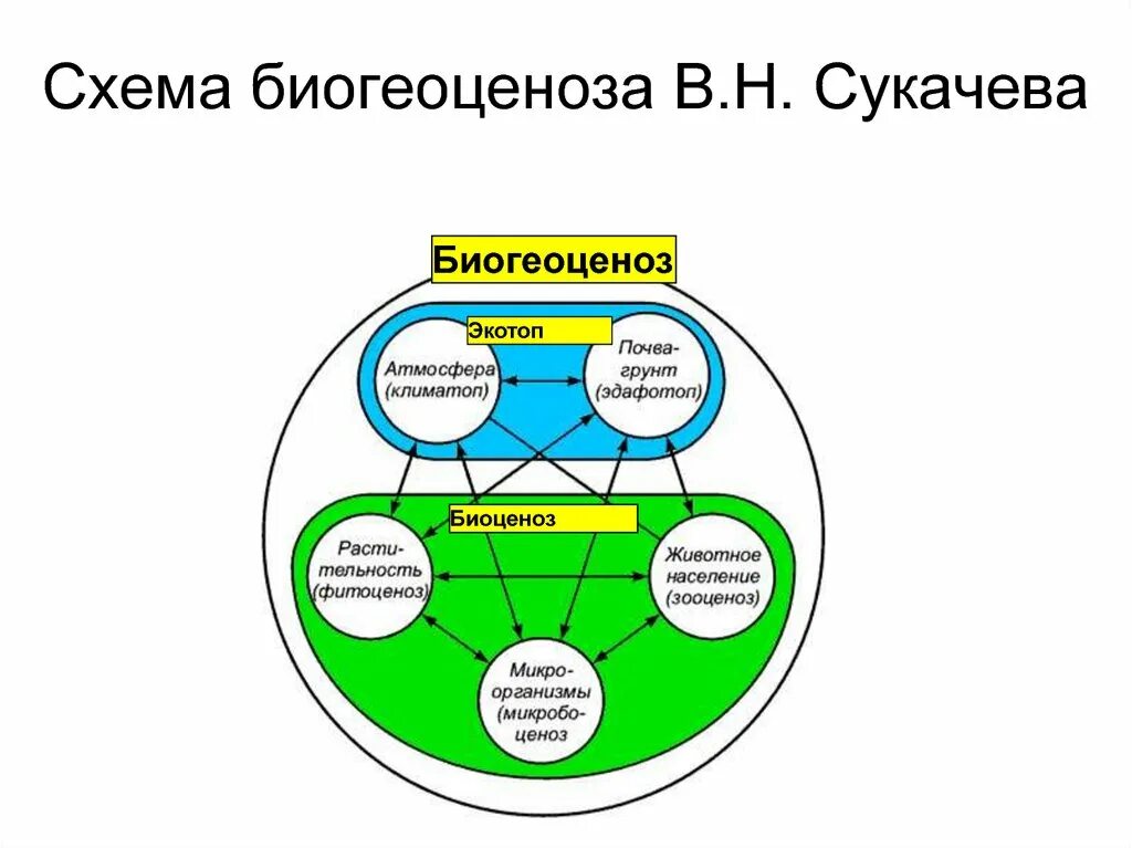 Основные структурные компоненты биогеоценоза. Схема строения биогеоценоза по Сукачеву. Схема биогеоценоза по в.н Сукачеву. Структура биогеоценоза (по в н Сукачеву). Биогеоценоз схема Сукачев.