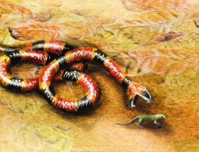 Арлекиновый коралловый ас. Желтоголовый крайт змея. Aspidelaps lubricus lubricus. Коралловый аспид и королевская змея. Краснобрюхий аспид.
