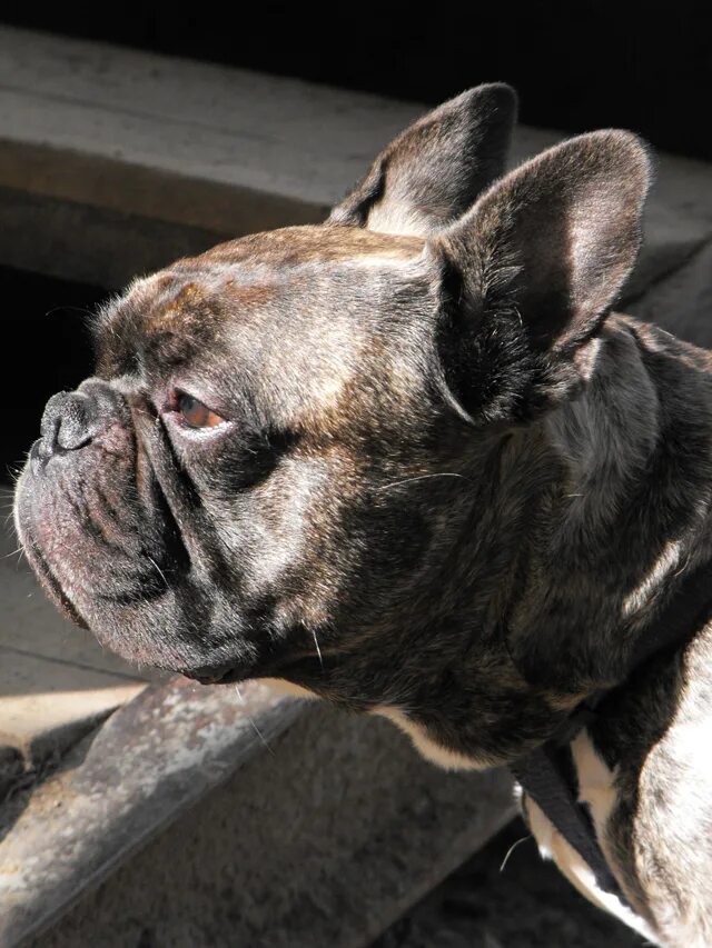 коляска для французского бульдога. помощь французским бульдогам. боксер и французский бульдог. французский бульдог щенок. французский бульдог палевый окрас.