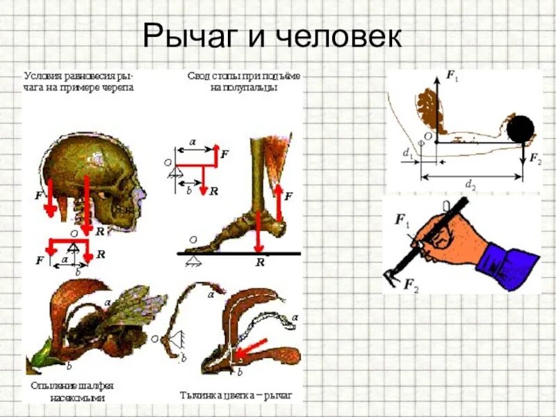 Рычаги в природе физика 7 класс. Рычаги в природе. Рычаги в природе примеры. Простые механизмы рычаг. Простые механизмы в человеке.