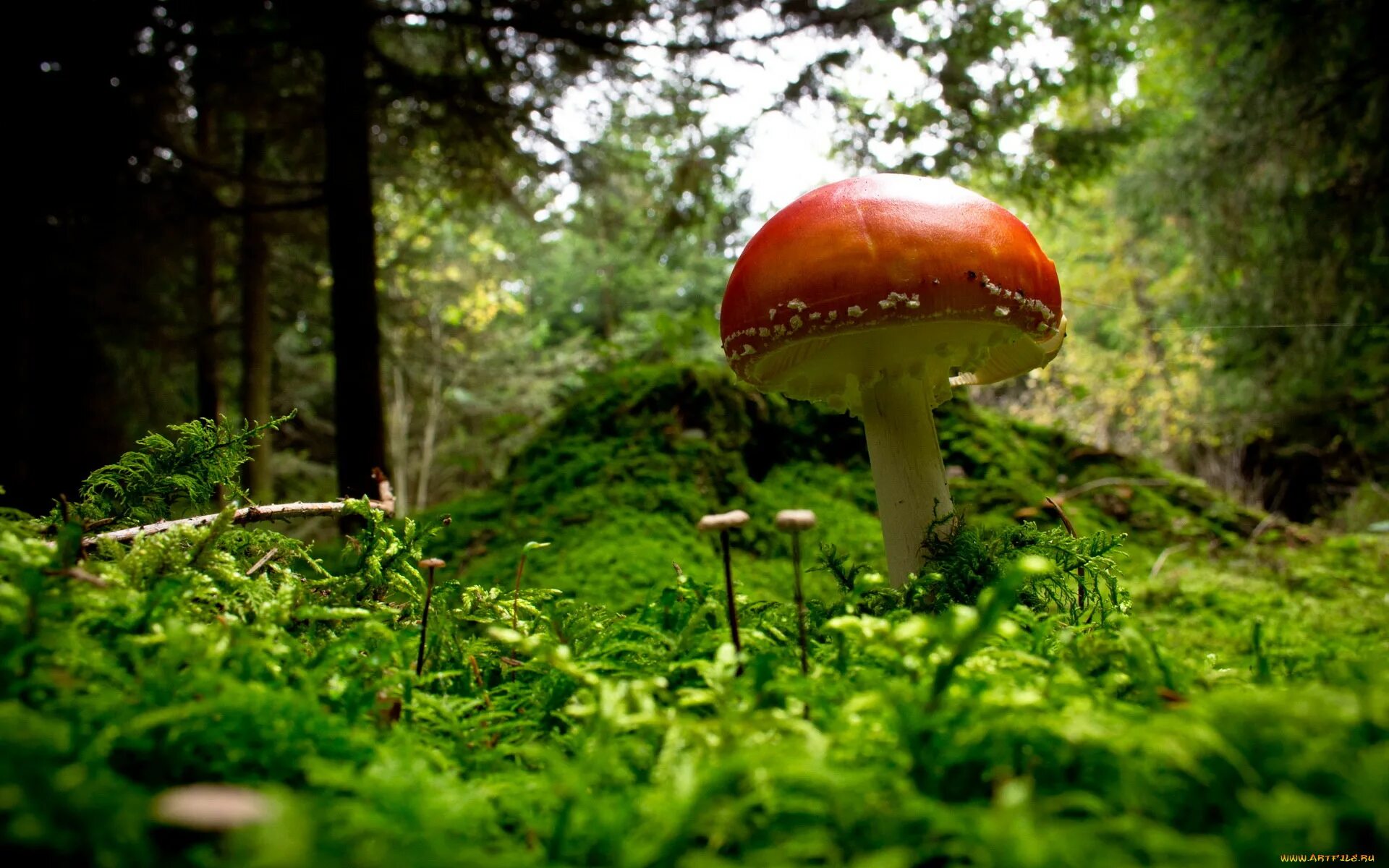 Мир природы грибы. Грибы. Красивые грибы. Грибы в лесу. Живые грибы:.
