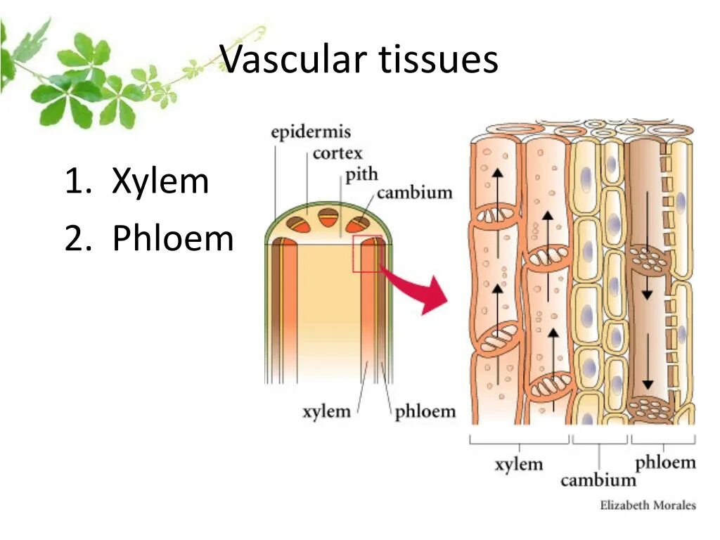 Xylem and phloem. Схема движения веществ по стеблю. Движение воды по ксилеме и флоэме. Ксилема и флоэма. Флоэма проводит растворы