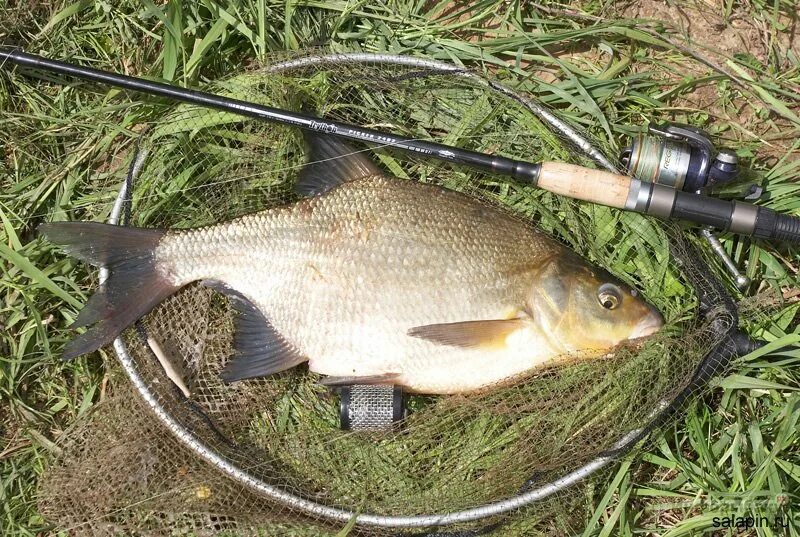 крупный лещ на фидер. рыбалка фидер лещ. речная рыба лещ. лещ на волге. рыбалка фидер лещ.