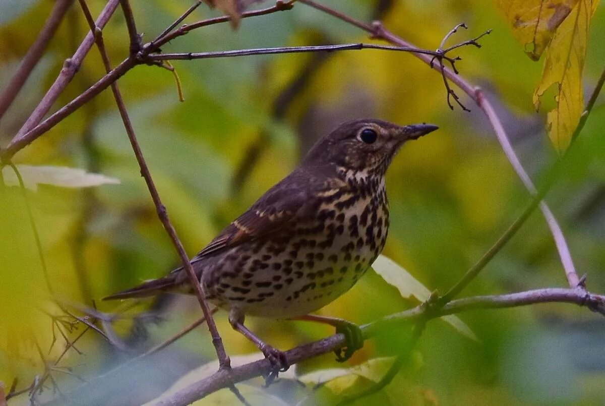 Певчий Дрозд (turdus philomelos). Дрозд в Сибири. Певчие птицы Беларуси Дрозды. Черноголовый Дрозд.