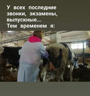Ветеринар экзамены