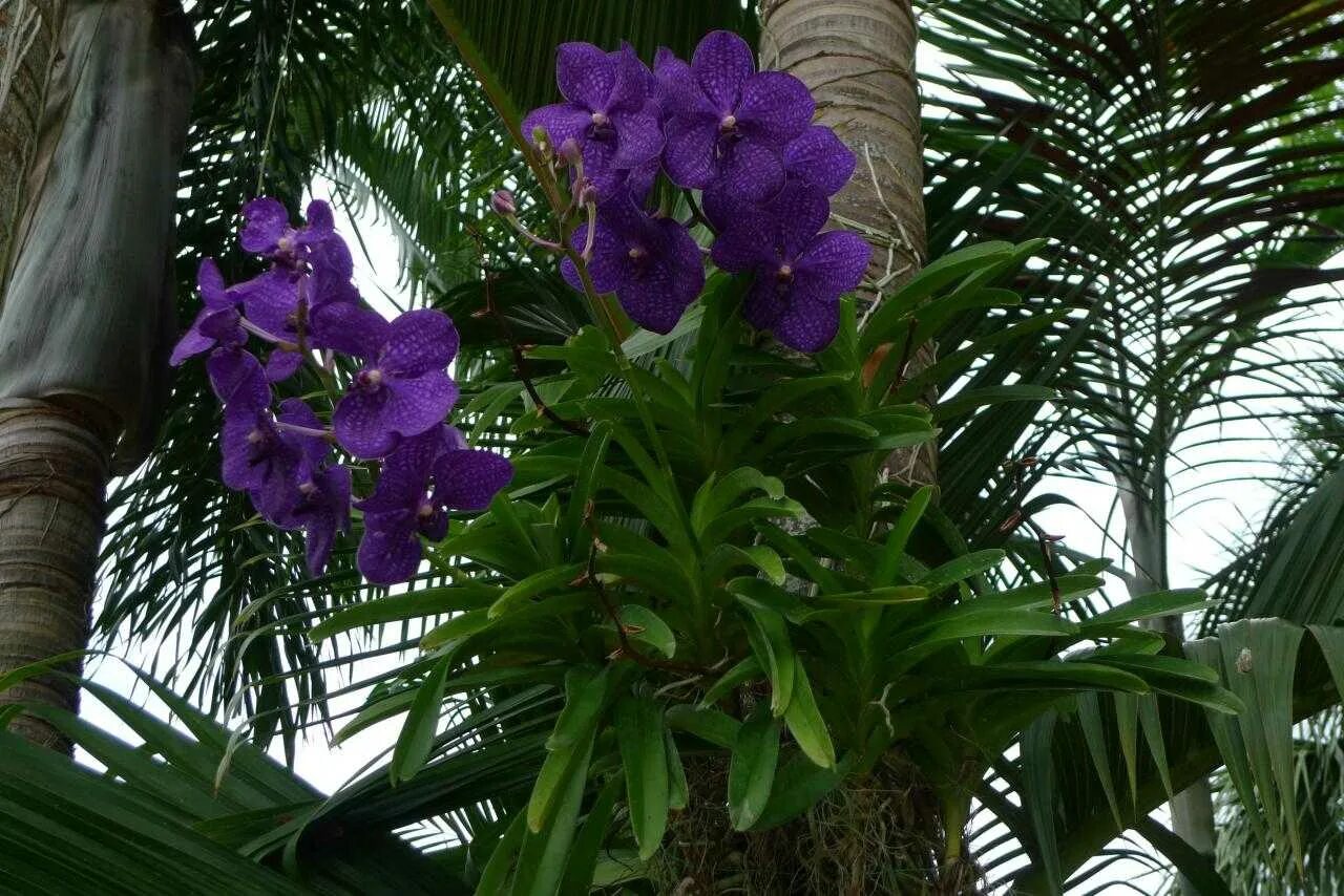 Как растут орхидеи в дикой
