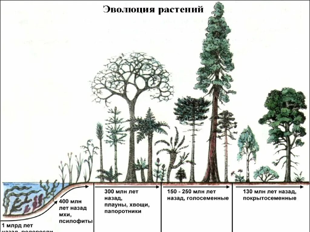 Преобразования у растений