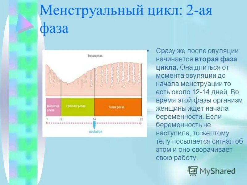 2 Фаза цикла как называется. 2 Фаза менструационного цикла. Уз картина 2 фазы менструационного цикла. Матка во 2 фазе цикла. Второй цикл менструационного цикла