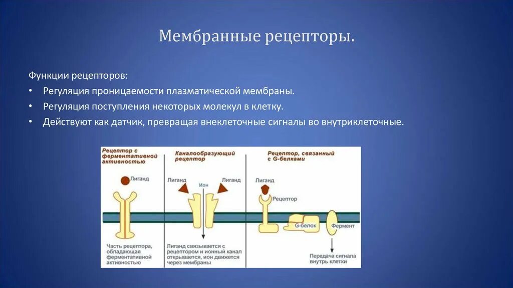 Рецепторная функция плазматической мембраны. Рецепторная функция белков мембраны. Белки рецепторы клеточной мембраны. Строение рецепторов мембраны.