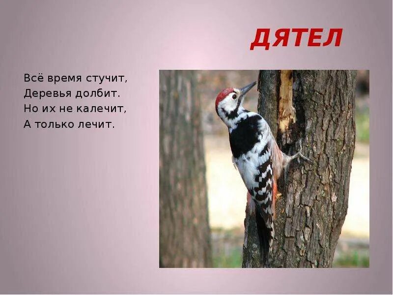 Дятел составить предложение 2 класс. Дятел стучит. дятел для детей дошкольного возраста. предложение про дятла. дятел стучит по дереву.