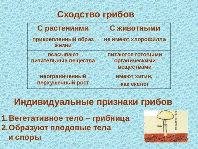 Сходством грибов с растениями является. Сходство грибов с растениями. Черты сходства грибов с растениями. Черты сходства грибов с растениями и животными. Черты сходства грибов с животными.