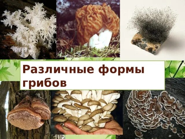 Грибы это особая группа. Формы грибов. Форма гриба. Жизненные формы грибов. Грибы жизненные формы.