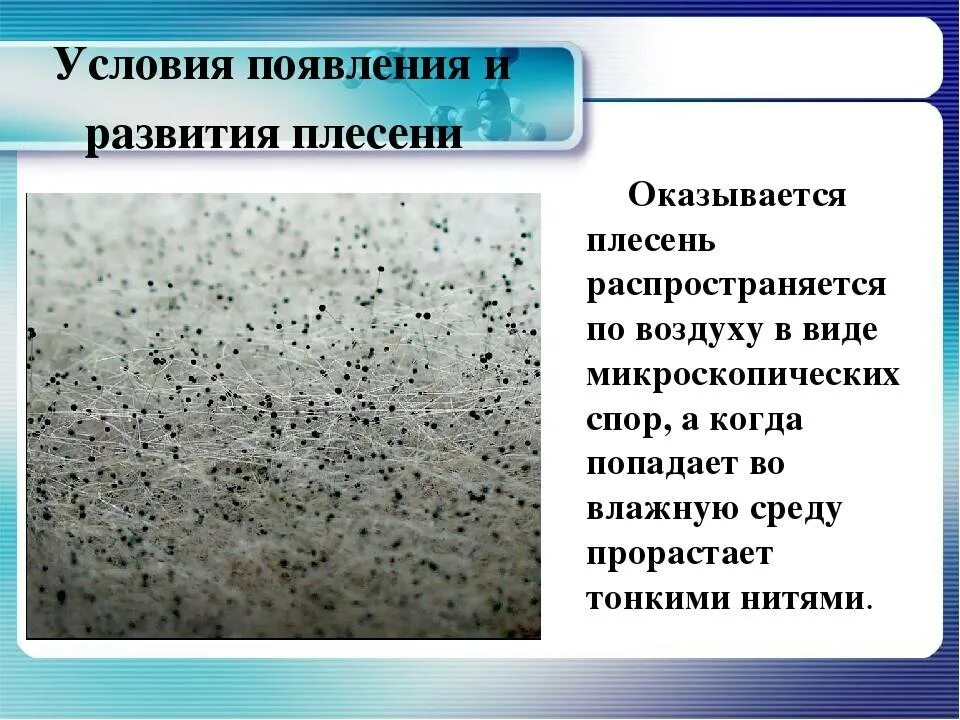 Какой вред наносят плесневые. Этапы развития плесени. Условия возникновения плесени. Условия для развития плесени. Факторы появления плесени.