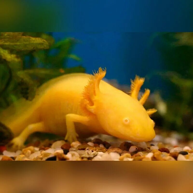 Аксолотль золотой. Аксолотль золотой дракон мексиканский. Аквариумная рыбка аксолотль. Аксолотль желтый.
