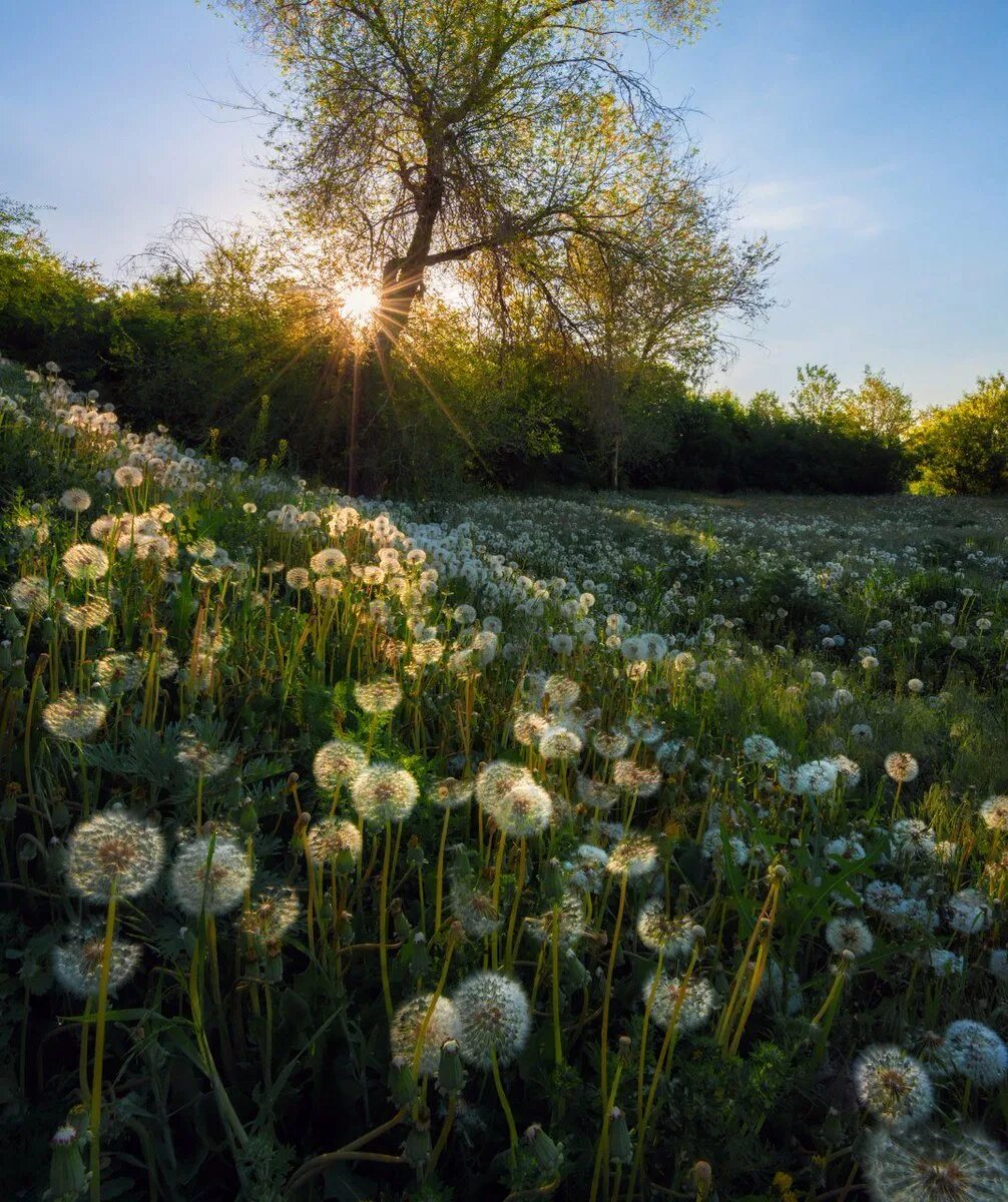 поле одуванчиков гражданская оборона. клипарт поле одуванчиков. айша зеленодольский район поле одуванчиков. иллюстрации к рассказу пришвина золотой луг. летов поле одуванчиков.