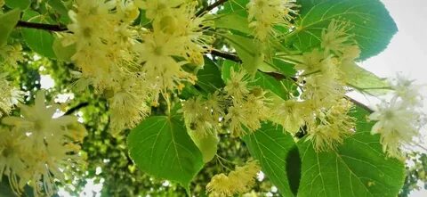 Жыныстық қатынас үшін танысу