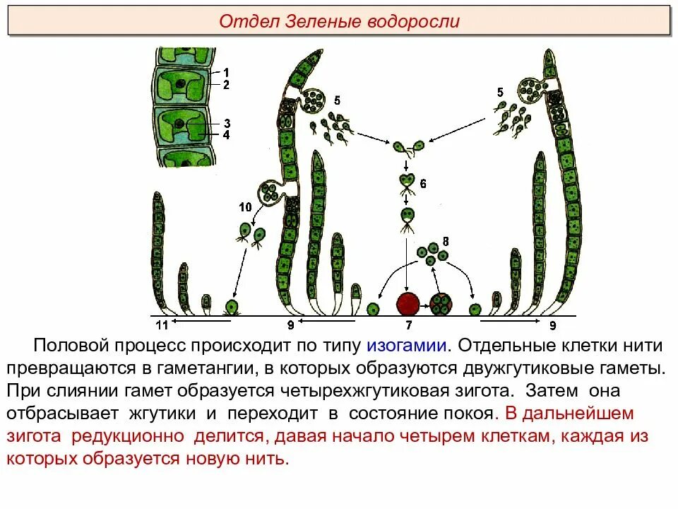 Способ размножение водоросль улотрикс. Нитчатая водоросль улотрикс. Улотрикс цикл размножения. Оплодотворение улотрикса. Жизненный цикл зеленых водорослей (на примере улотрикса)..