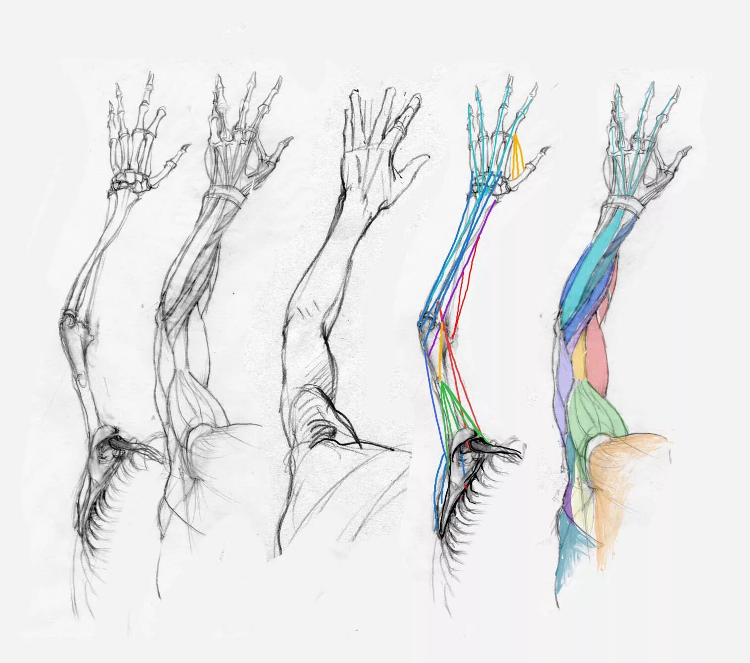 Строение руки рисунок. Анатомия кисти референс. Анатомия руки. Анатомия руки для художников. Анатомия рук референсы.