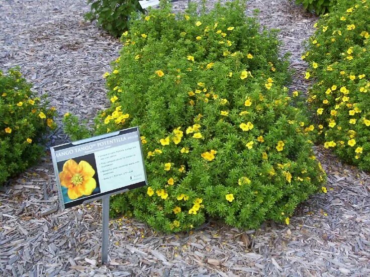 Pin on Дизайн озеленение Garden, Plants, Herbs