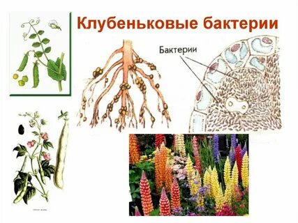 Клубеньковые бактерии значение в жизни человека