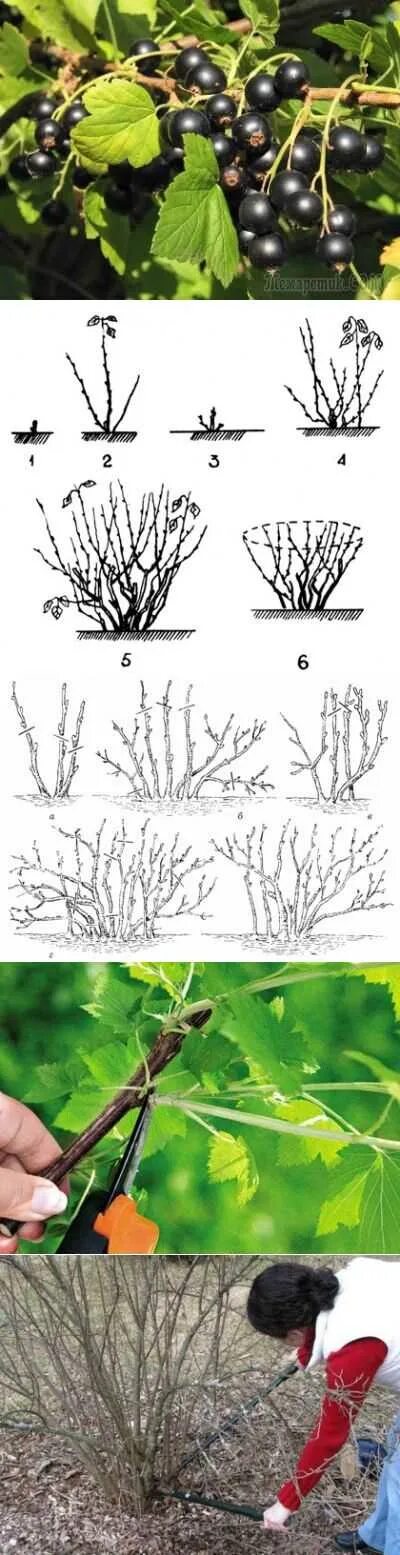 Обрезают ли черную смородину. Йошта формирование куста. Обрезка йошты весной. Обрезать кусты смородины весной.