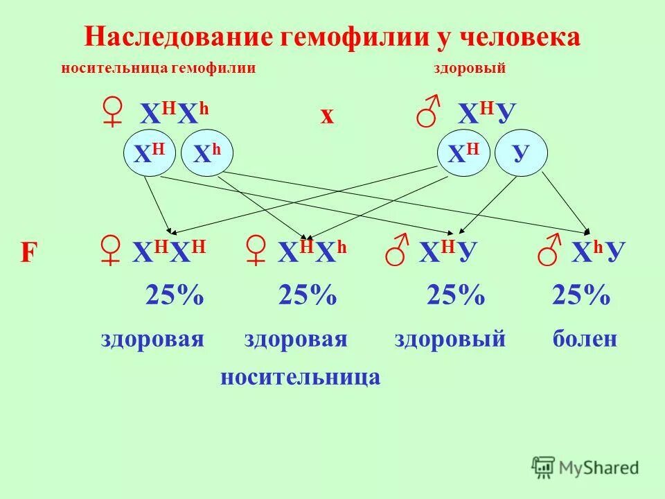 Схема наследования пола человека. Генетическая схема наследования пола человека. Определение пола у человека (биология). Теория определения пола схема.