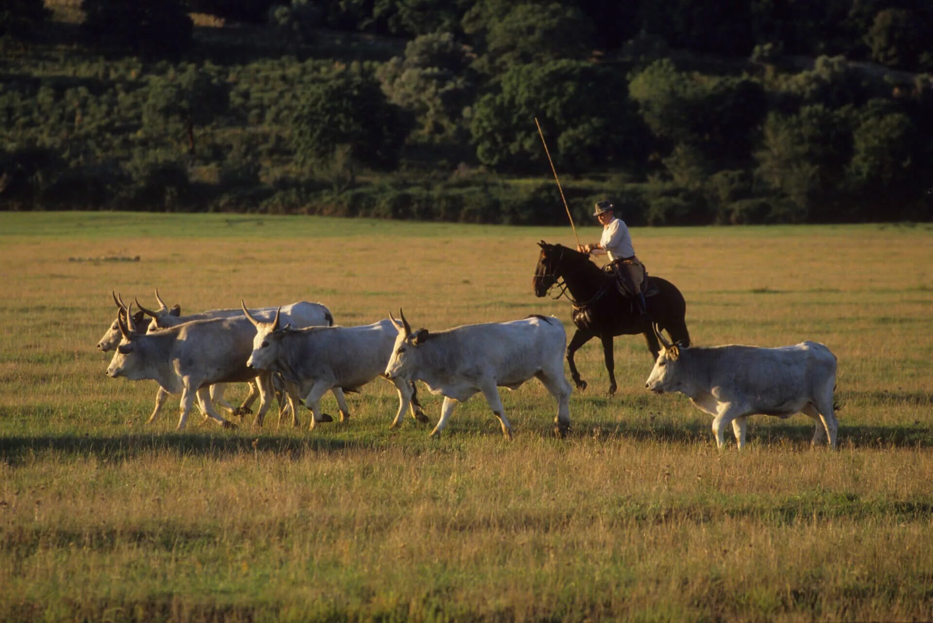 Пастух гонит стадо. Пастух современный. Пастух коров. Пастух на лошади. Пасти коров.