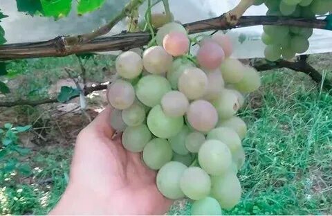 Виноград хамелеон отзывы