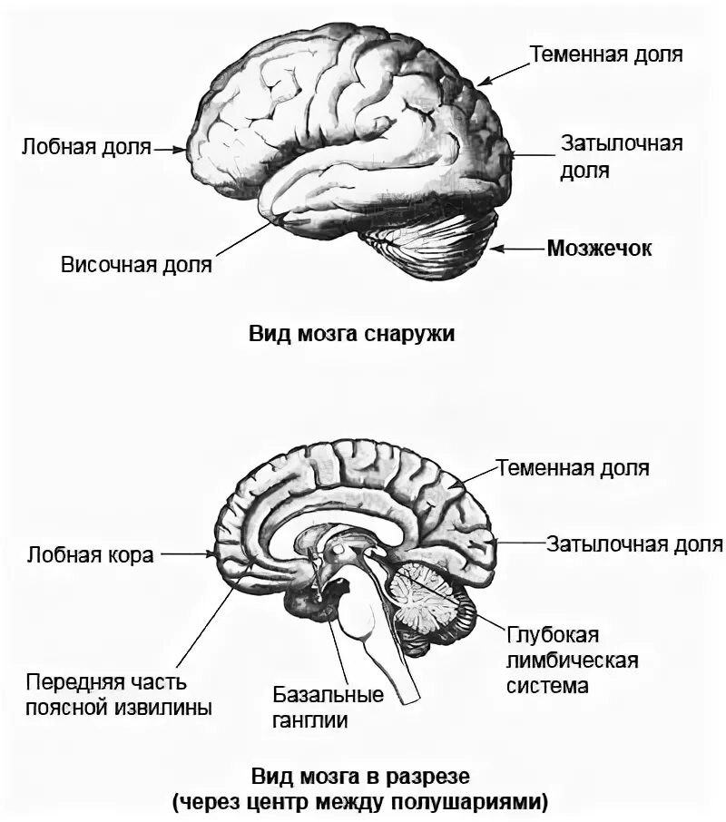 Ковид и мозг. Лимбическая система поясная извилина. Мозг в разрезе.