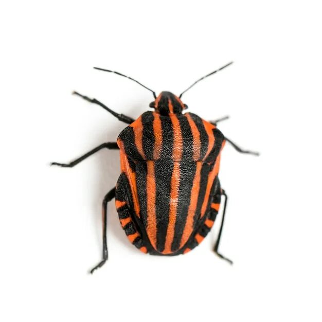 View bug