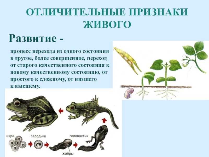 Рост и развитие живых организмов. Признаки живого организма развитие. Характерные особенности живых организмов. Пример развития живого организма.