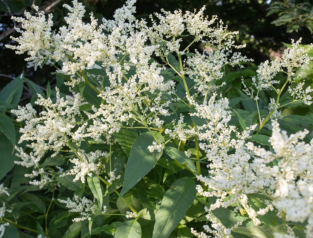 Горец изменчивый фото. Горец изменчивый (Polygonum polymorpha). Горец Persicaria polymorpha. Горец изменчивый Persicaria. Персикария polymorpha.