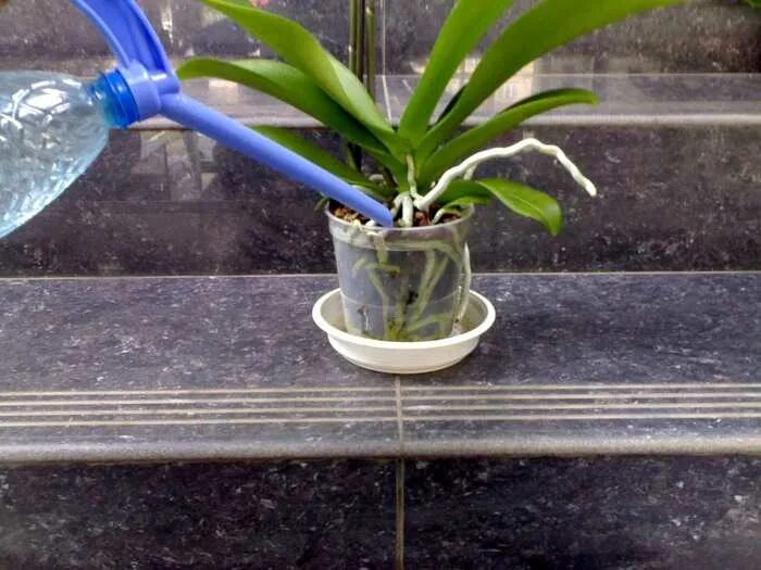 Можно полить орхидею янтарной кислотой