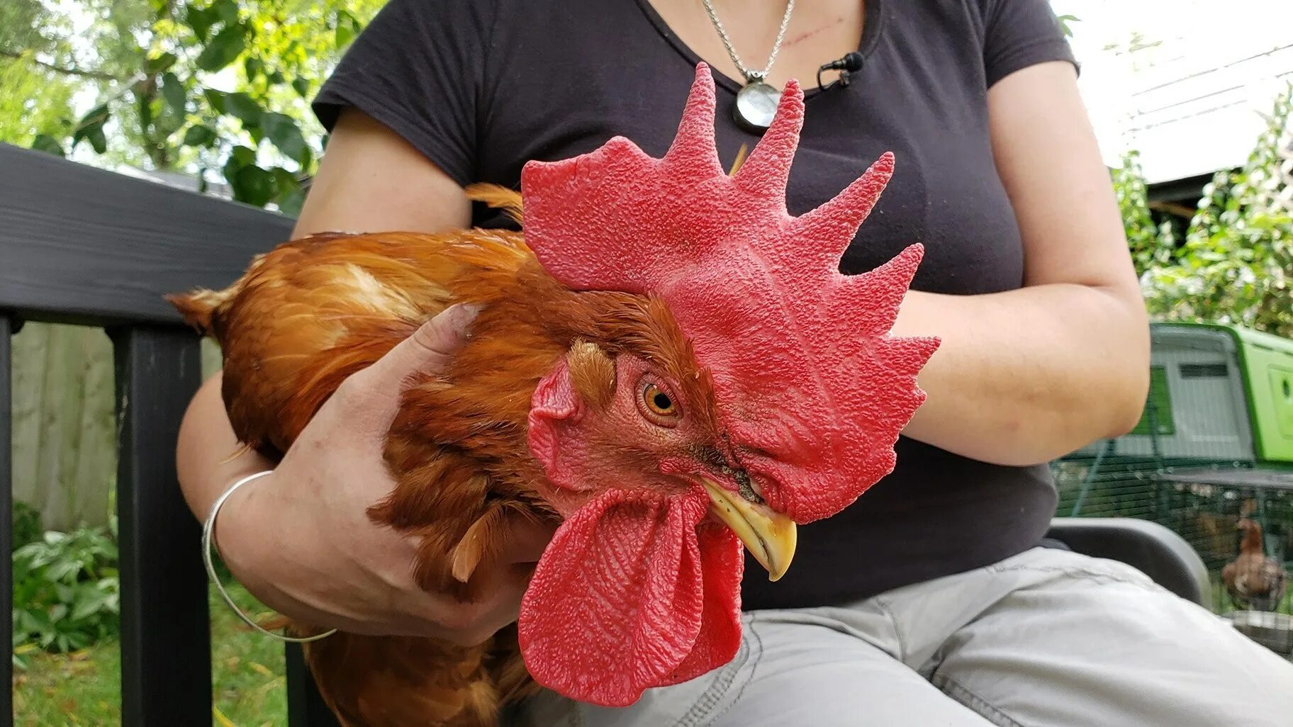 Человек животное без перьев. Экзотические куры. старые куры. курица без перьев порода.