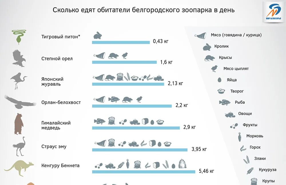 Сколько съедает Лев в день. Рацион питания в зоопарке. Сколько Лев съедает мяса в день. Рацион питания животных в зоопарке. Лев сколько кг