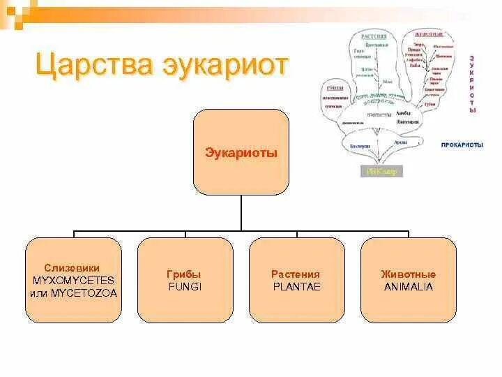 Биология 11 кл. Какие примеры клеток - прокариот и клеток - эукариот?