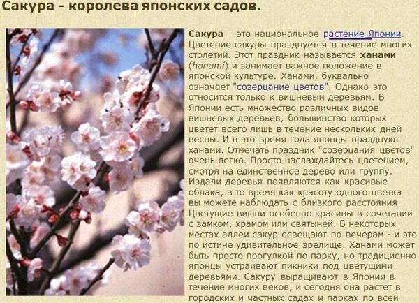 Что значит зацветать. Япония доклад Сакура. Сообщение о Сакуре. Сакура доклад. Сакура дерево описание.