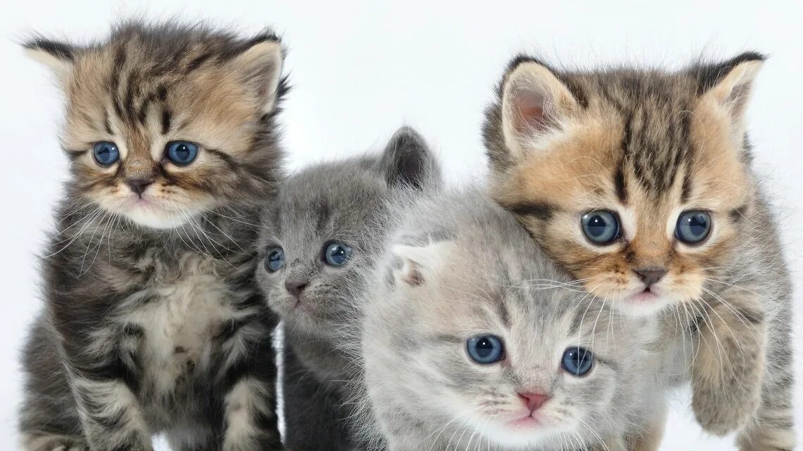 Котики смешные. Коты 10 лет. 8 котят. Котик 10. 10 кошек.