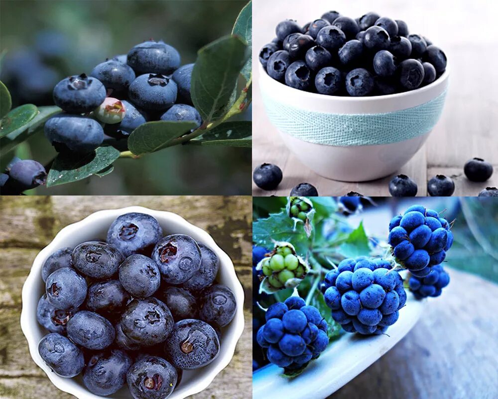 Bilberry vs Blueberry. Huckleberry черника. Blueberry Bilberry отличие. Голубика Поларис.