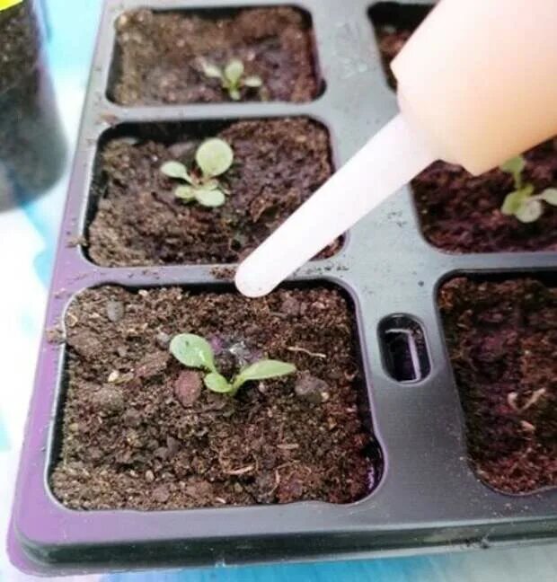 Чем подкормить рассаду петунии после всхода семян. Рассада петунии и лобелии. Пикировка петунии. Всходы петунии. Прищипка рассады петунии.
