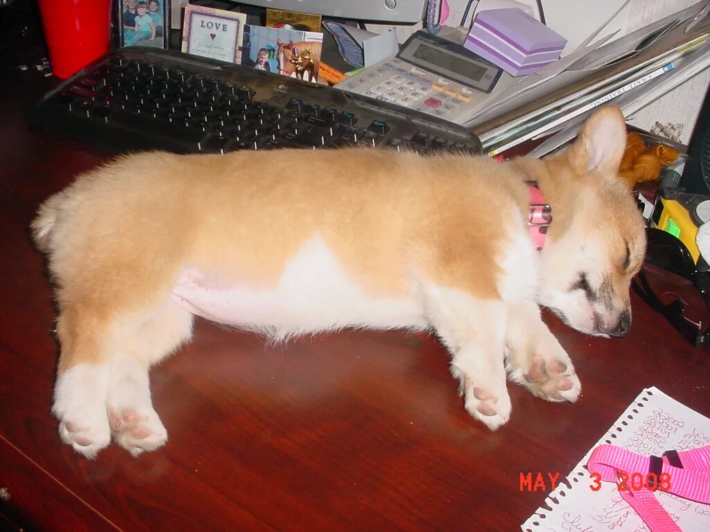 Брачный период у собак. Течка у корги. Течка у корги. Пузико корги. Корги пемброк пузико.