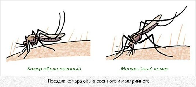 Какое развитие у малярийного комара. Комар малярийный и обыкновенный. Размножение комара обыкновенного. Малярийный комар и обычный. Малярийный комар и обычный отличия.