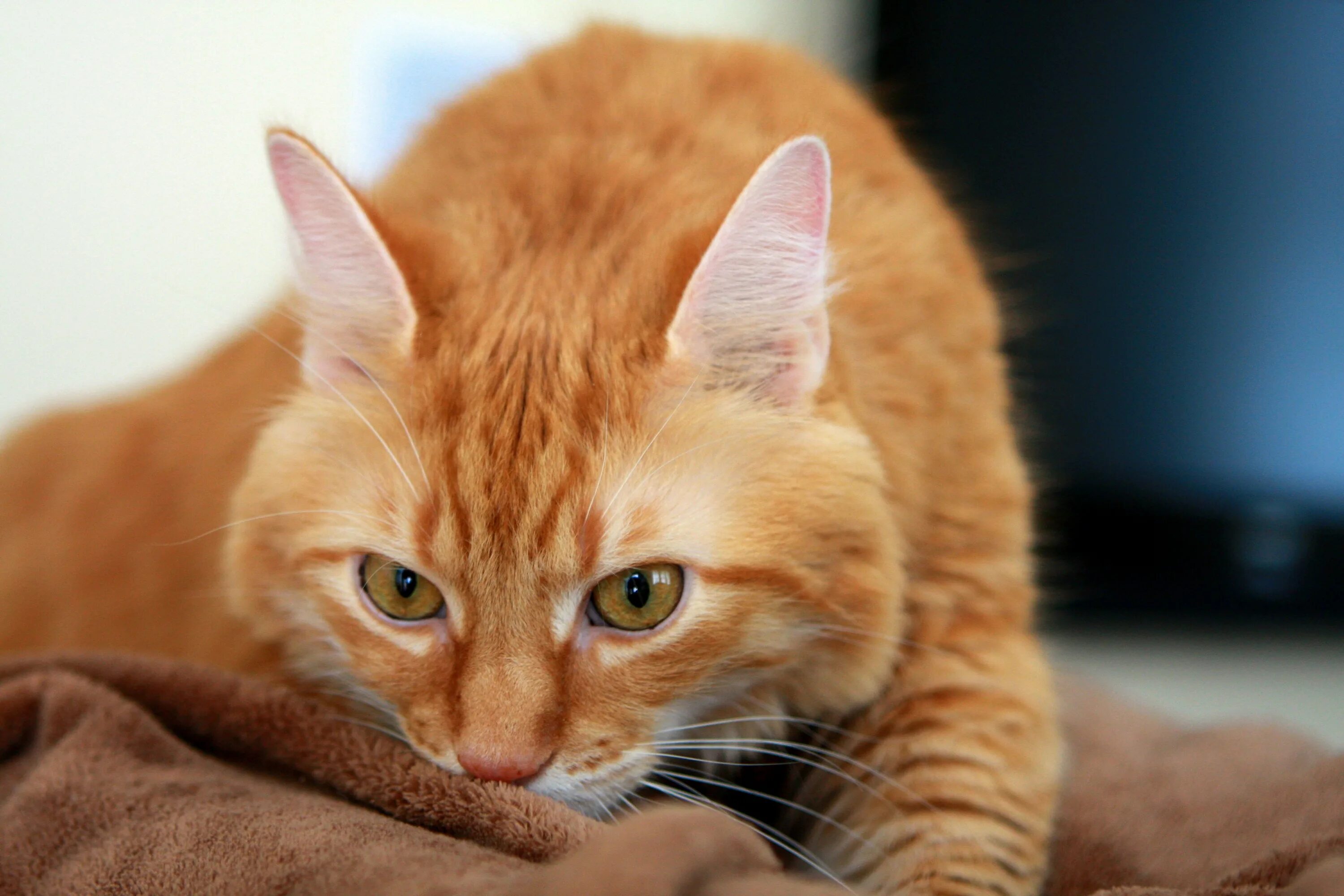 Рыжие породистые коты. Европейская короткошерстная кошка рыжая. Европейская длинношерстная кошка рыжая. Бразильская короткошерстная кошка рыжая цейлонская. Макрелевый табби рыжий.